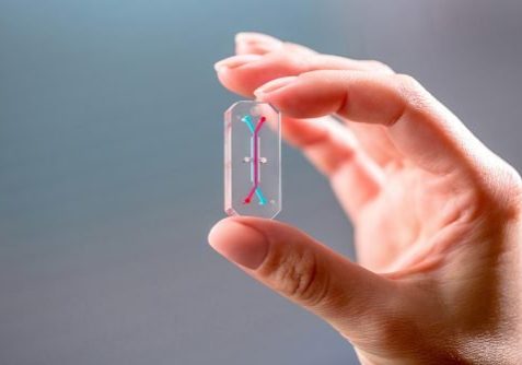 Hand holding up a organ-on-a-chip model