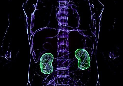 kidney-graphic
