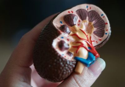A hand holding a model of a kidney