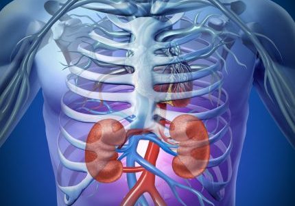 Human kidneys and circulation with a skeleton medical diagram on a black glowing background with red and blue arteries as a health care and medical illustration of the anatomy of the urinary system.