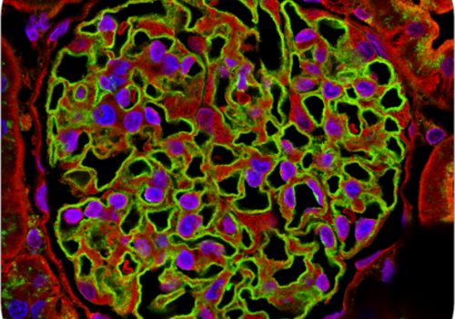 A detailed image of a glomerulus